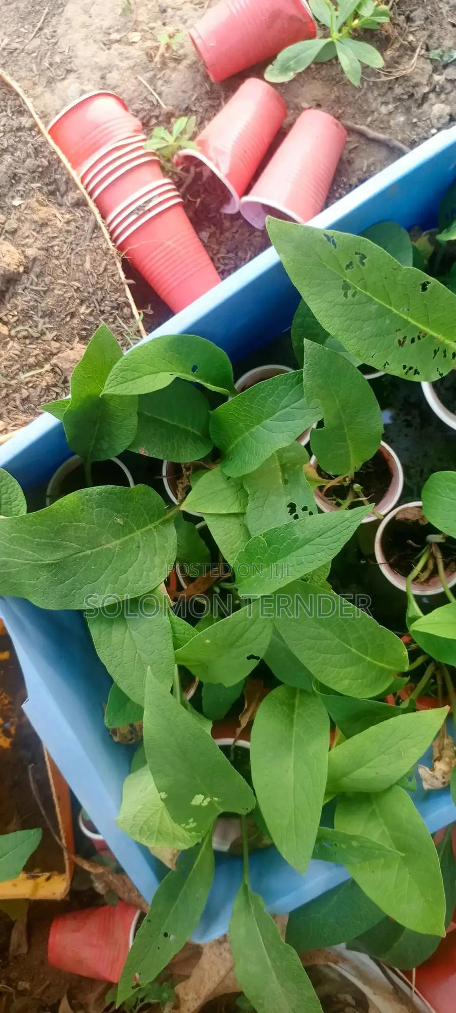 Comfrey Seedlings