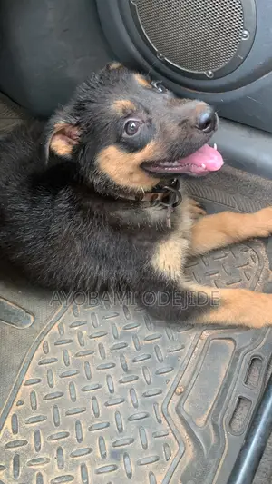 1-3 months Male Purebred German Shepherd