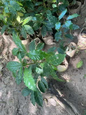 Coffee Seedlings