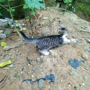 0-1 month Male Purebred Bengal