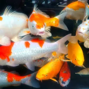 6inches Koi Fishes