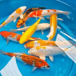 Koi Fishe Available for Sale