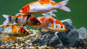 Koi Fish for Your Aquarium and Ponds