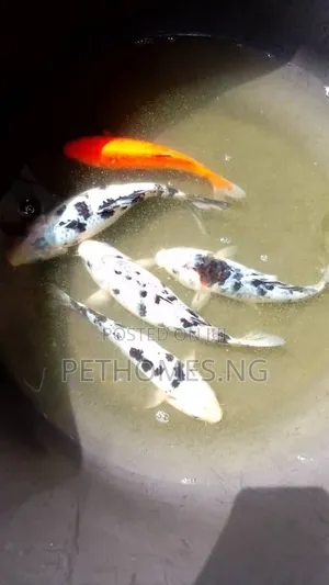 Big Size Koi Fish for Your Pond