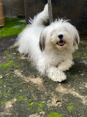 1+ year Male Mixed Breed Lhasa Apso