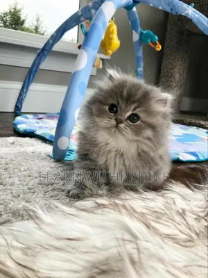 1-3 months Female Purebred Persian