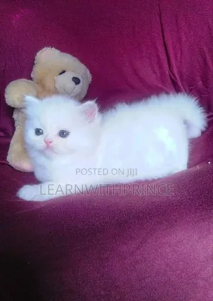 1-3 months Female Purebred Persian