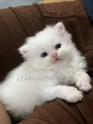 1-3 months Female Purebred Persian