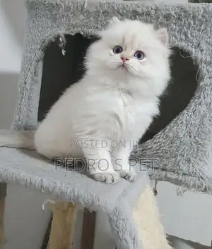 1-3 months Female Purebred Persian