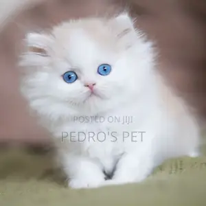 1-3 months Female Purebred Persian