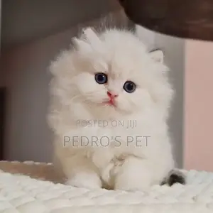1-3 months Female Purebred Persian