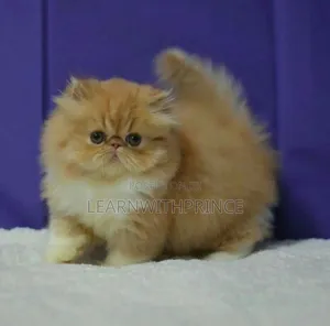 1-3 months Female Purebred Persian