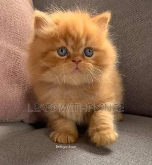 1-3 months Female Purebred Persian