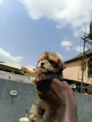 1-3 months Female Purebred Lhasa Apso