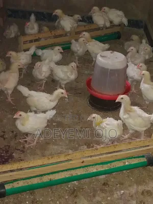 Cockerel Chicken