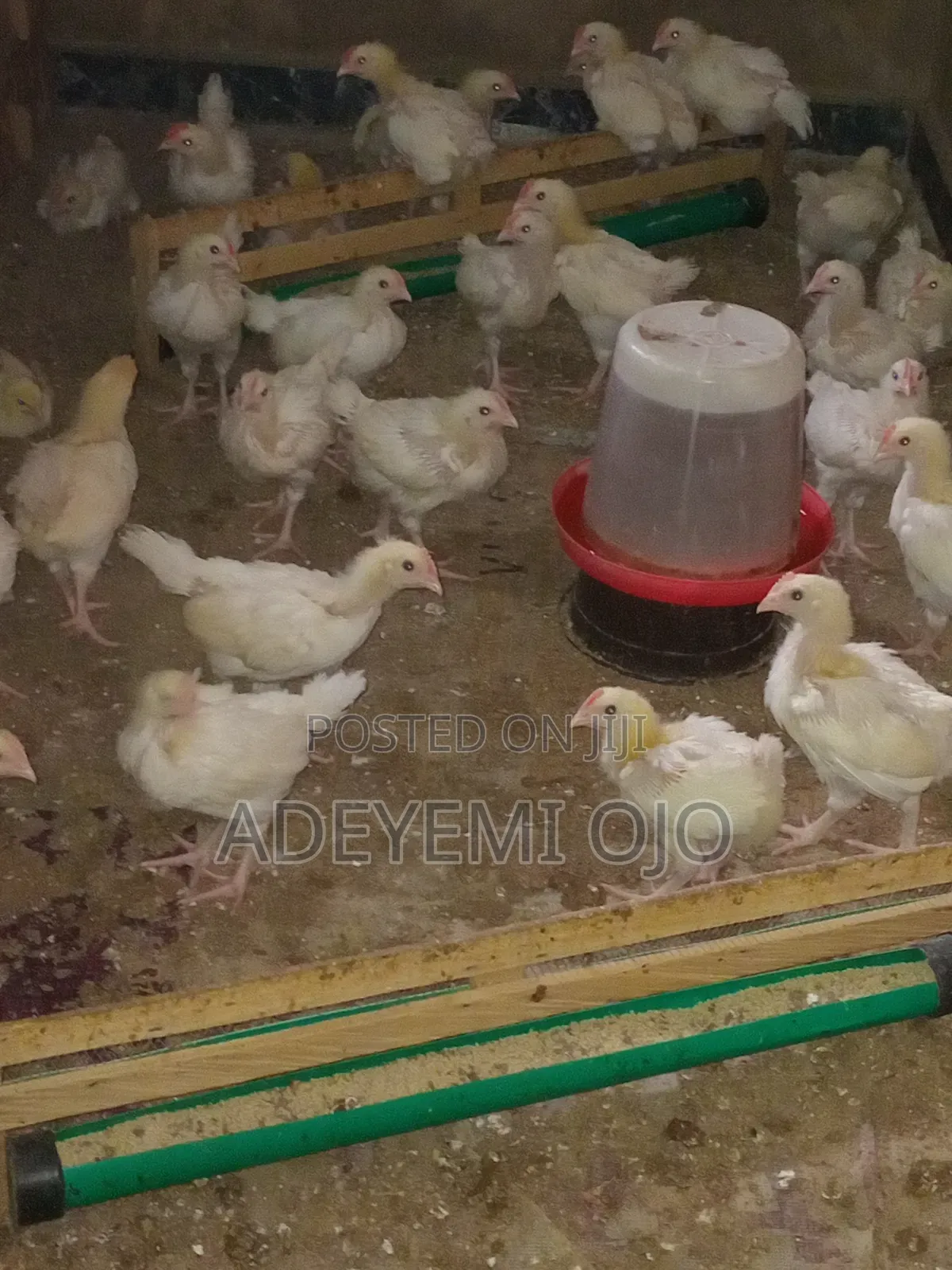 Cockerel Chicken