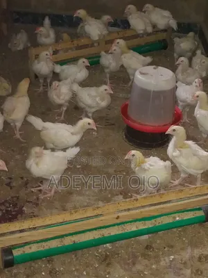 Cockerel Chicken