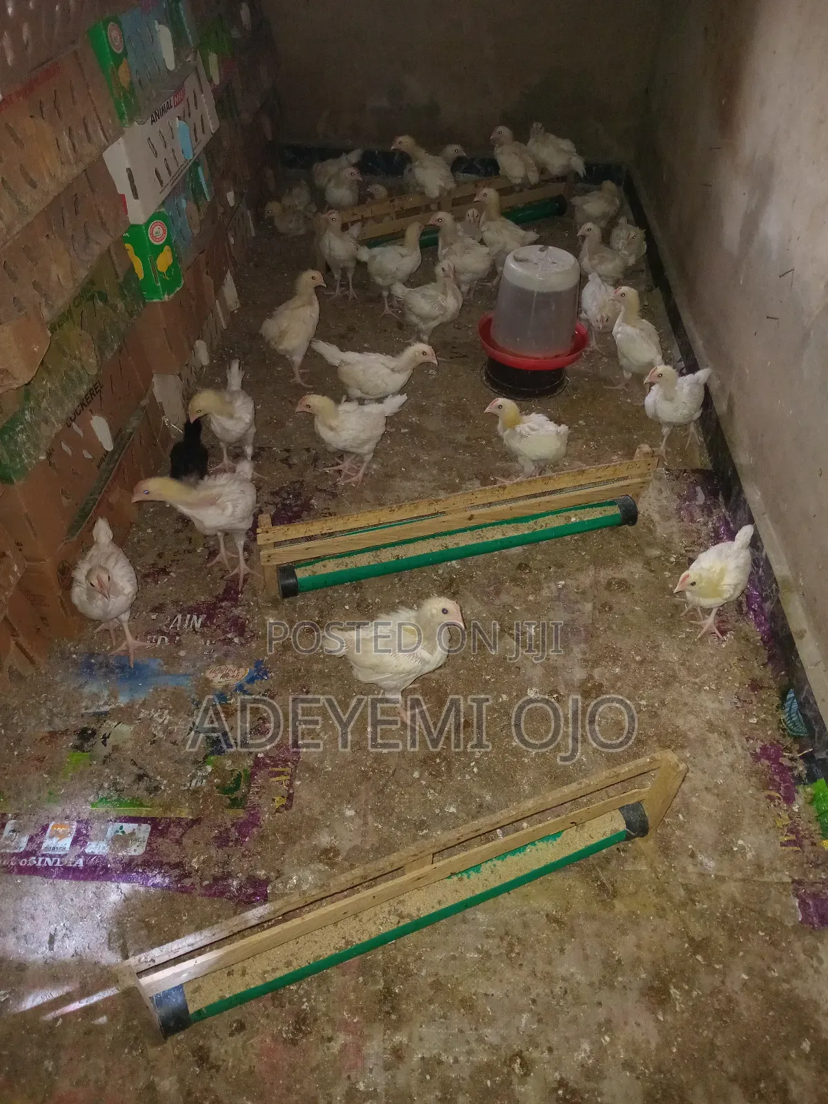 Cockerel Chicken