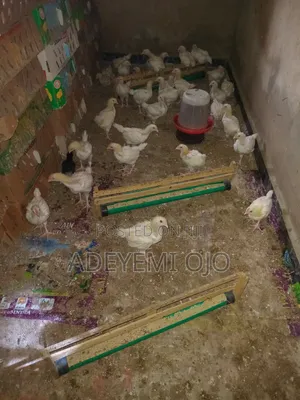 Cockerel Chicken