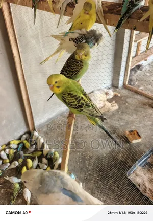 Bdgies Colorful Bird