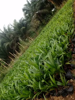 Agricultural Palms Oil Seedlings