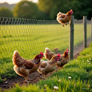 Normal Chicken Wire Mesh [Width - 1m ; Length - 40m ]