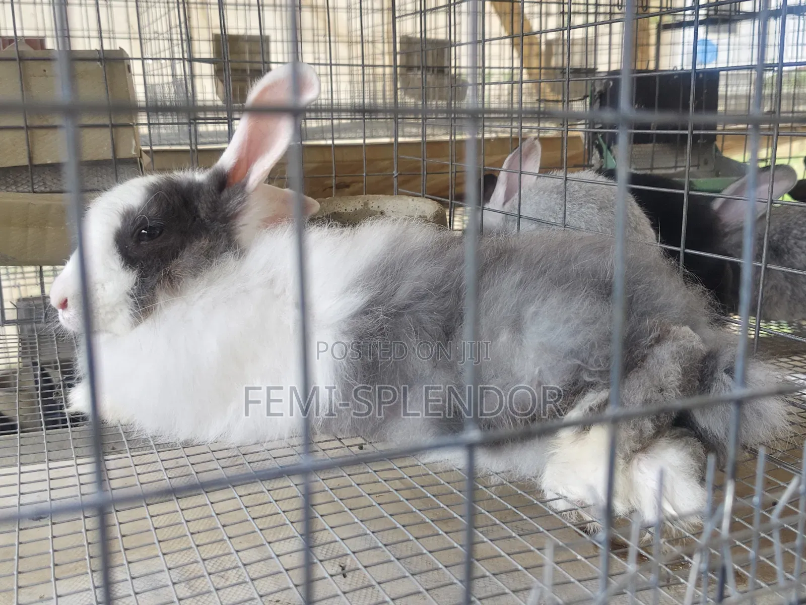 Ready to Cross Rabbit