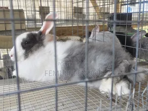 Ready to Cross Rabbit