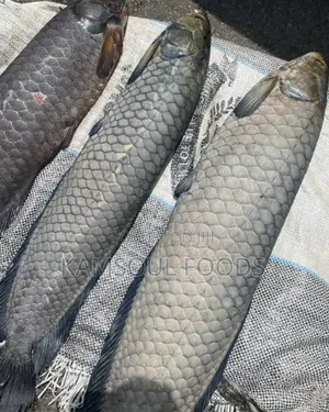 Fresh Fish From the Sea, Processed to Dried Fish