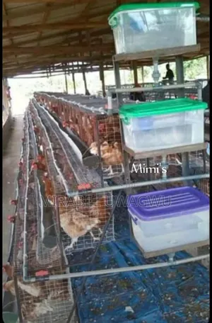 Premium Battery Cage for Layers