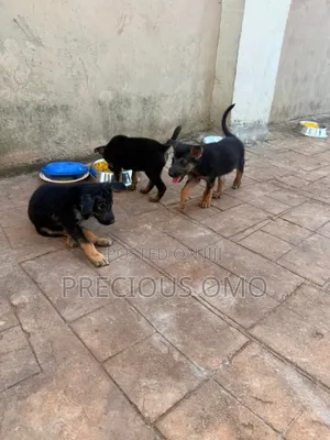 1-3 months Male Purebred German Shepherd