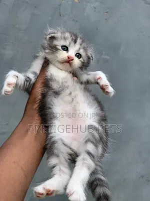 1-3 months Male Purebred Scottish Fold