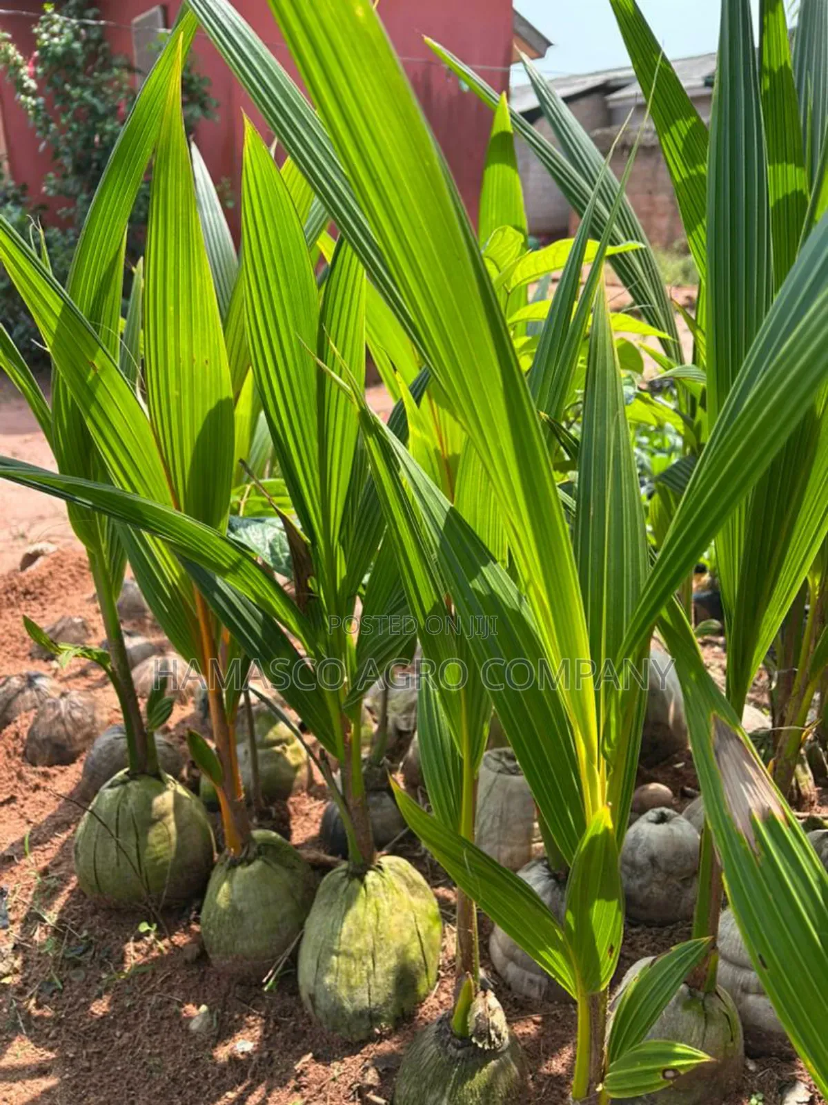 Coconut Seedlings