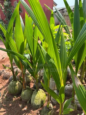 Coconut Seedlings