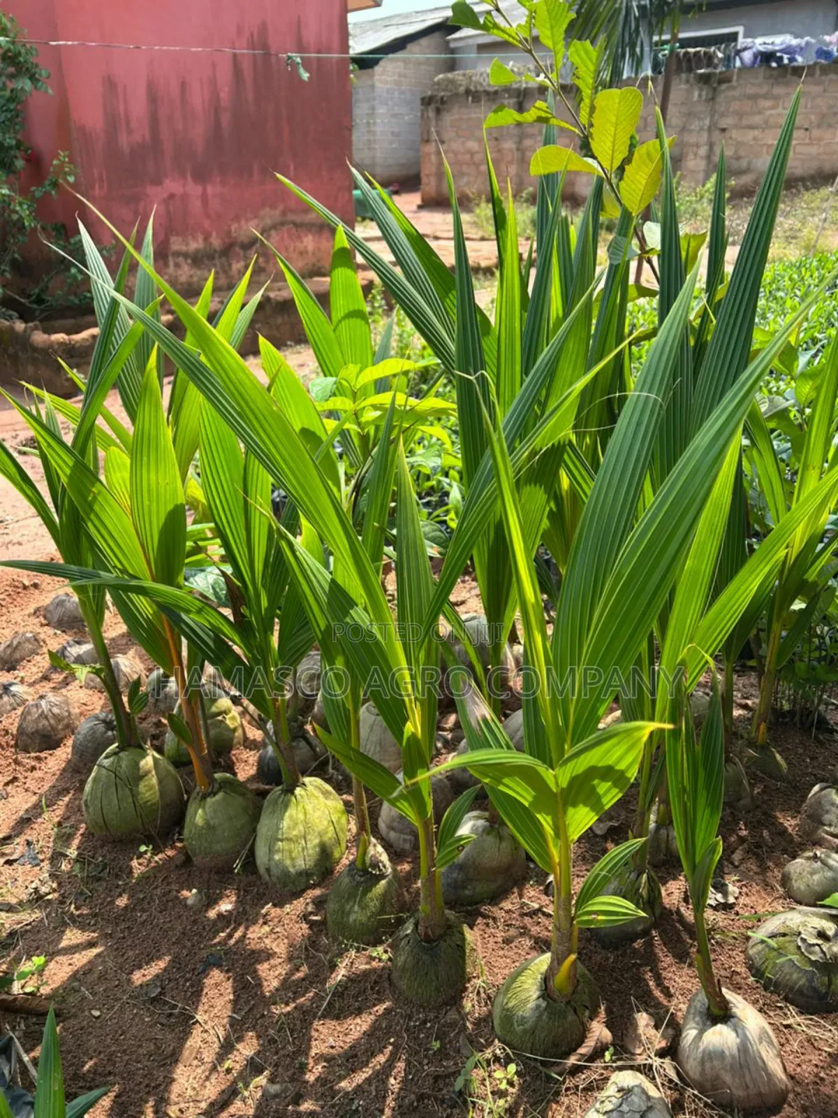 Coconut Seedlings