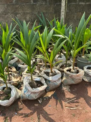 Coconut Seedlings