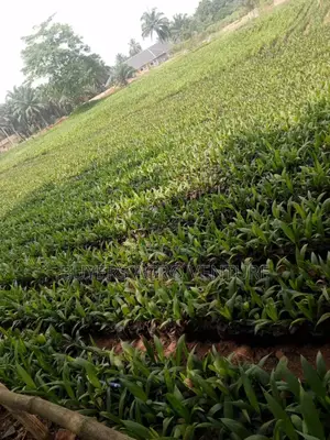 Palm Seedlings Already Grow and Ready for Transplanting, Strong Roots