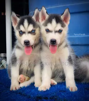 1-3 months Female Purebred Siberian Husky