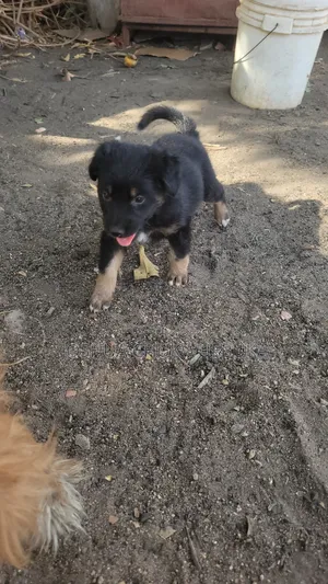 1-3 months Female Purebred German Shepherd