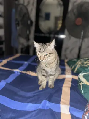 6-12 months Male Purebred Turkish Angora