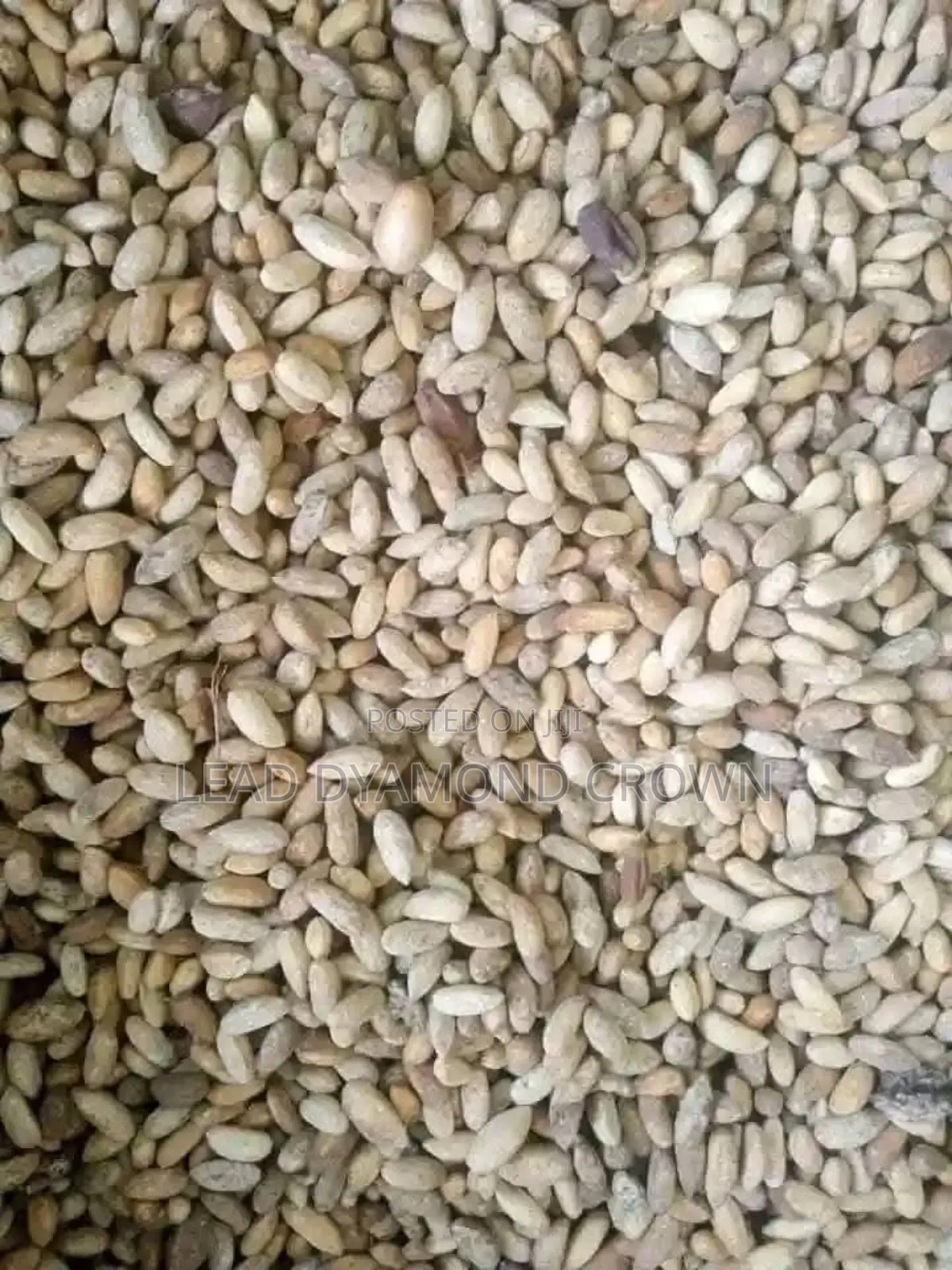 Neem Seeds