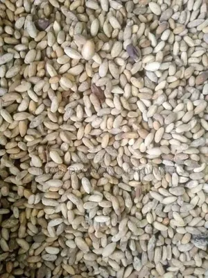 Neem Seeds