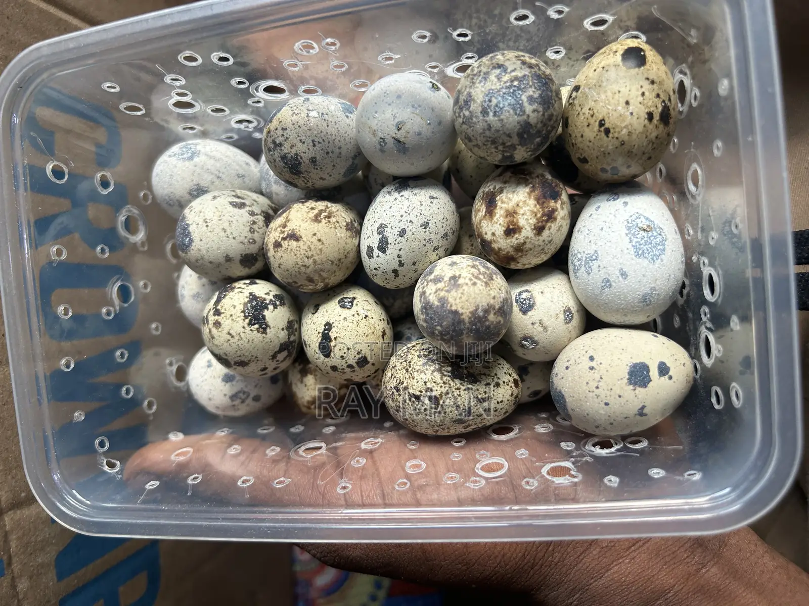 Quail Eggs