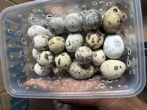 Quail Eggs