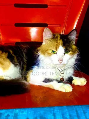 1+ year Female Purebred Turkish Angora