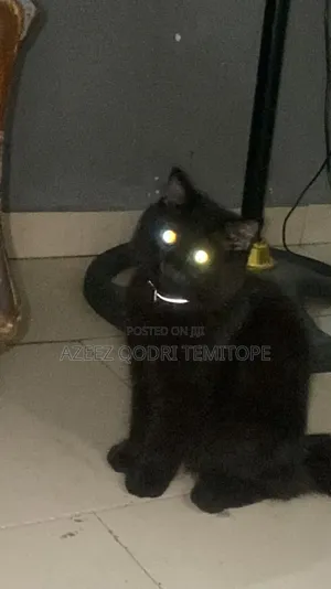 1+ year Male Purebred Persian