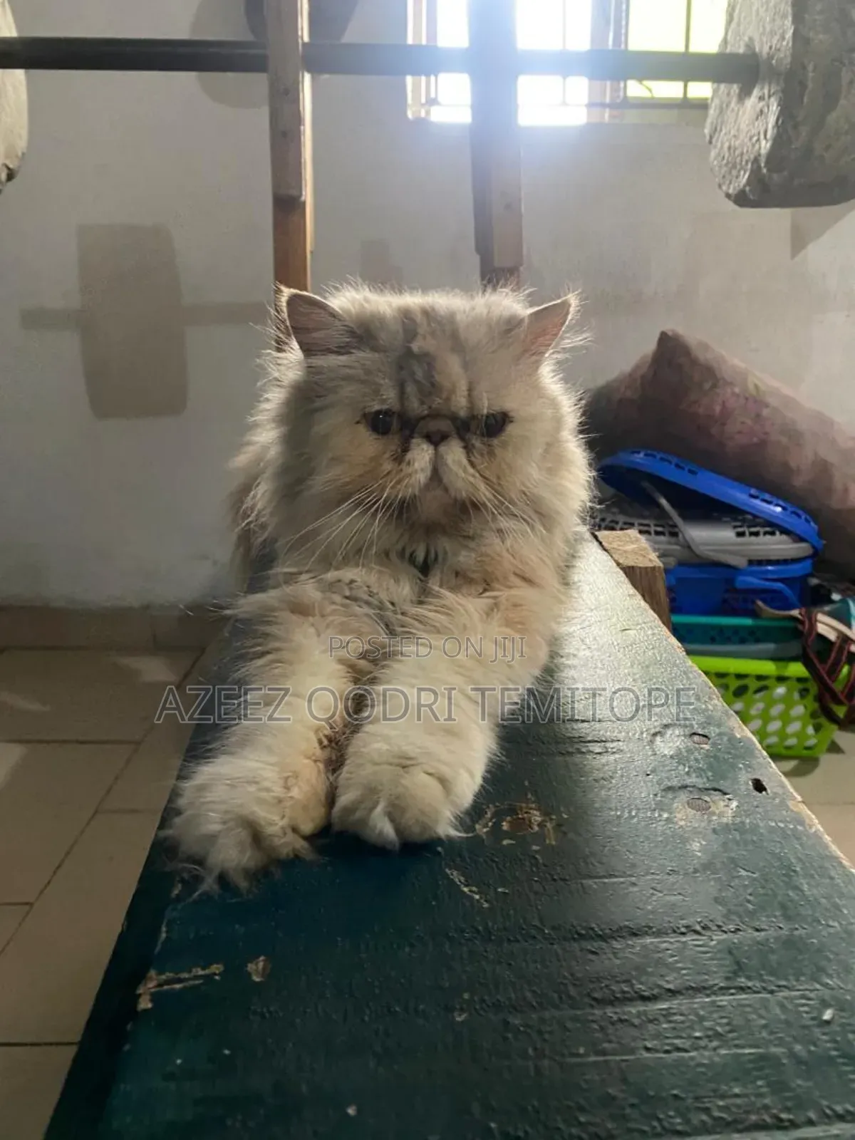1+ year Female Purebred Persian