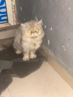 1+ year Female Purebred Persian