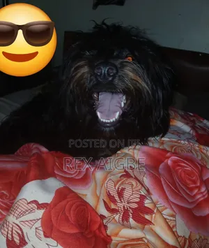 1+ year Male Purebred Lhasa Apso