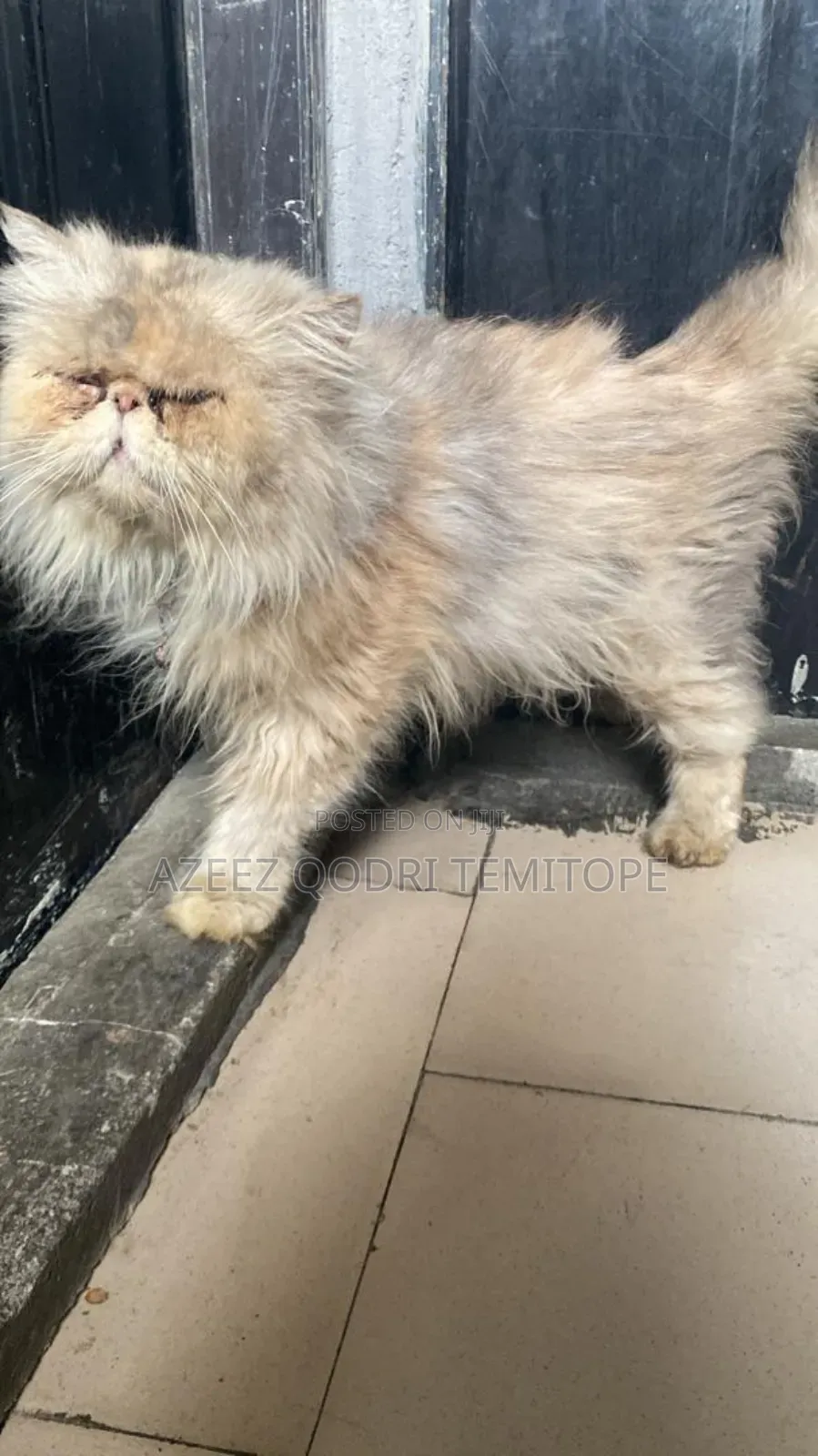 1+ year Female Purebred Persian